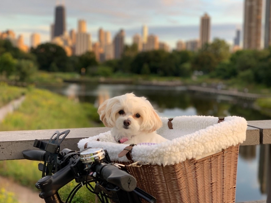 Wicker Bicycle Basket for Dogs