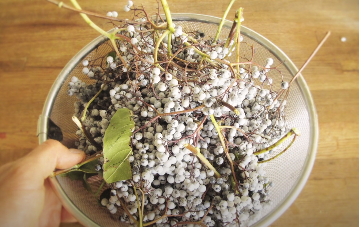 Can Dogs Have Elderberry