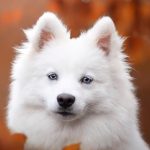 Japanese Spitz Price in the Philippines