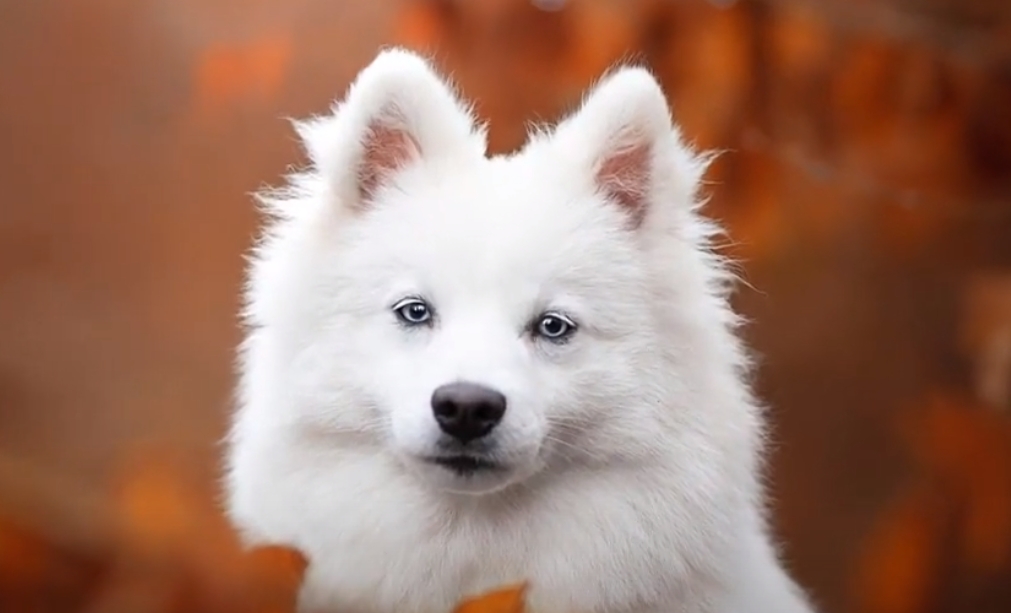 Japanese Spitz Price in the Philippines