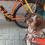 How to Bike with Dogs Safely