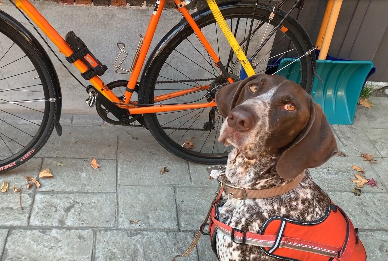 How to Bike with Dogs Safely
