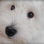 Is a West Highland White Terrier a Hypoallergenic Dog Breed?