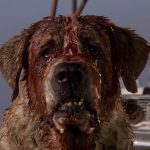 What Breed of Dog is Cujo?
